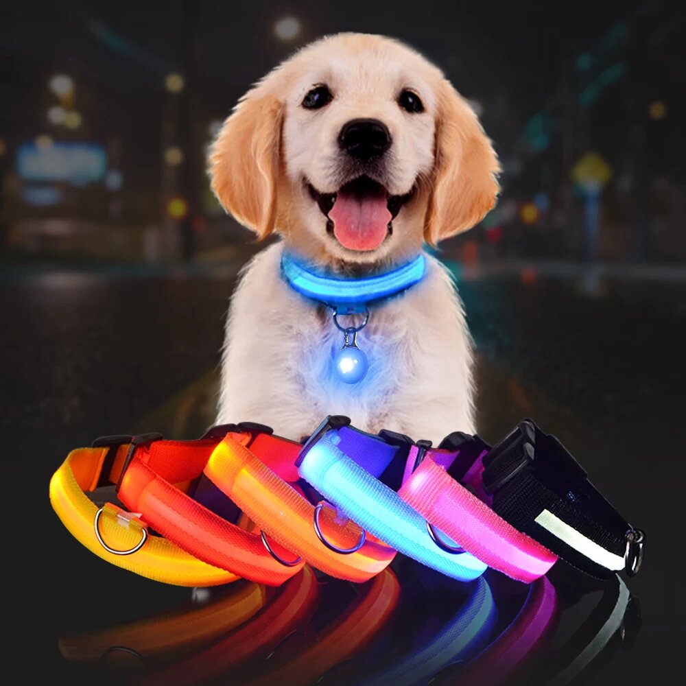 Dog wearing an LED safety collar, glowing blue around the neck with a round light.