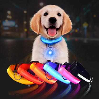 Dog wearing an LED safety collar, glowing blue around the neck with a round light.
